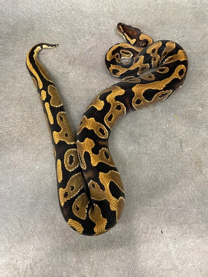 100% Het Zebra Ball Python by Coppinger Reptile Co.