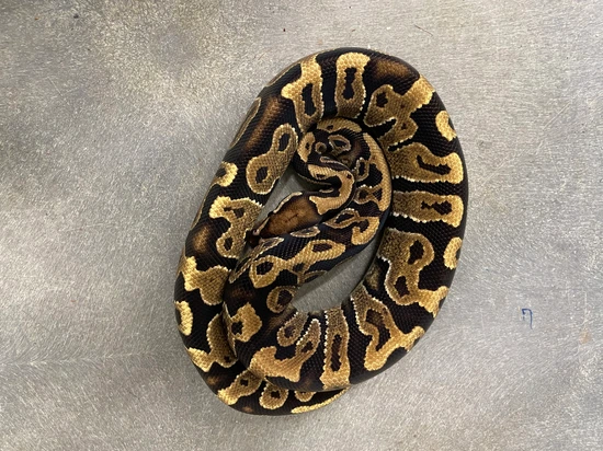 Flame 66% Het Zebra Ball Python by Coppinger Reptile Co.