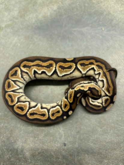 Candy Clown Ball Python Cinnamon 100%Triple Het Sunset Candy Clown Ball Python by Coppinger ...