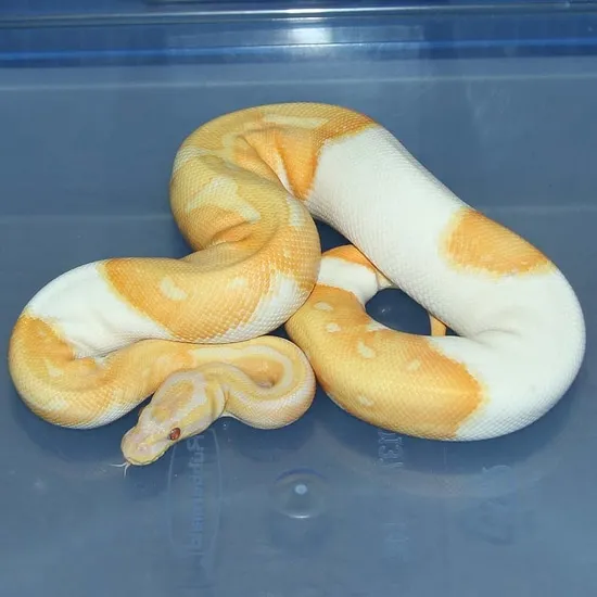 Dreamsicle Ball Python by Corey Woods Reptile