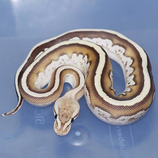 Eramosa Super Cyprus Ball Python by Corey Woods Reptile