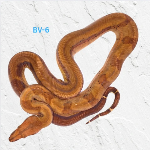 Blood Pos Super Hypo Pos Jungle Boa Constrictor by Corie's Constrictors