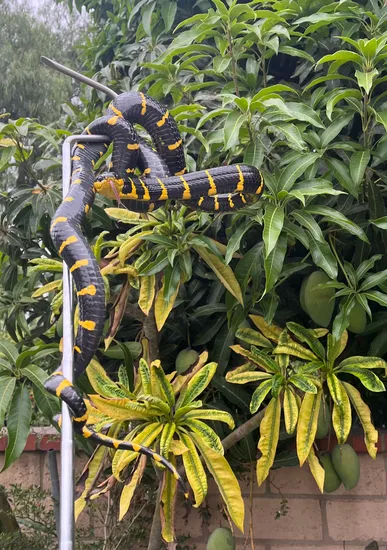 whitlow melanotic CB Mangrove Snake (Boiga Dendrophila Melanota) More Colubrid by Coatlicues  Creations