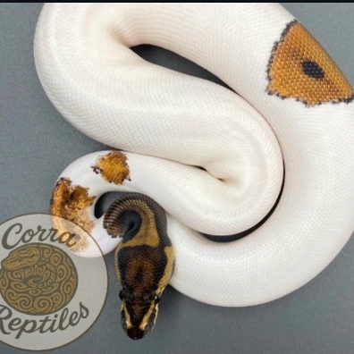 Leopard Pos YB Pied 100% Het Clown
