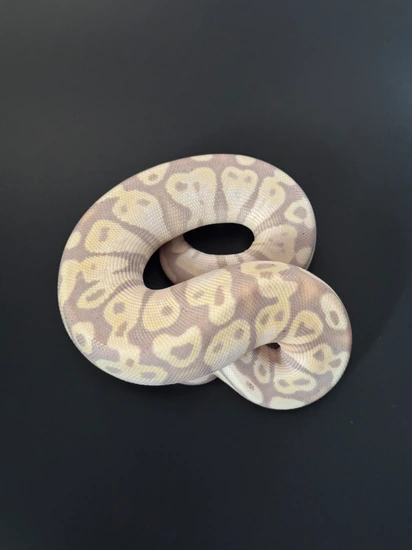 Banana Mojave Ball Python by Chris Constriction