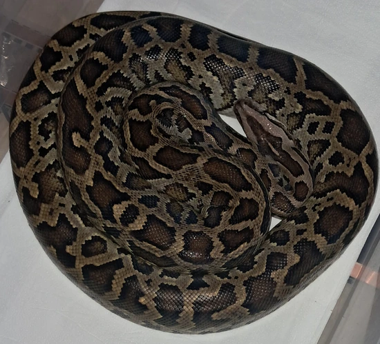 Normal No Hets Burmese Python by ReformedReptiles