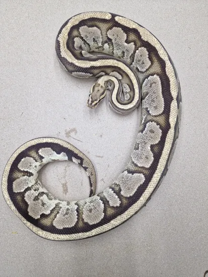 Fire Specter Ball Python by Kt_morphs