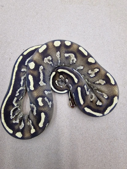 Mojave Super Asphalt Ball Python by Kt_morphs