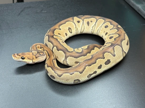 Arroyo Clown Het Desert Ghost Ball Python by KnL Constrictors