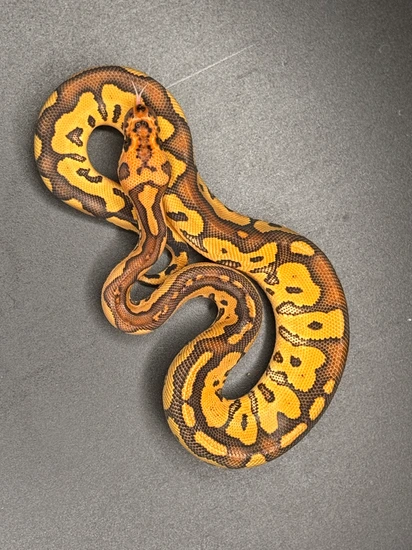 Baker Special Confusion Clown Ball Python by KnL Constrictors