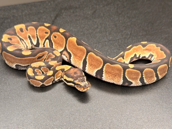 Red Gene Het Hypo Het Desert Ghost Pos Ringer Gene Ball Python by KnL ...