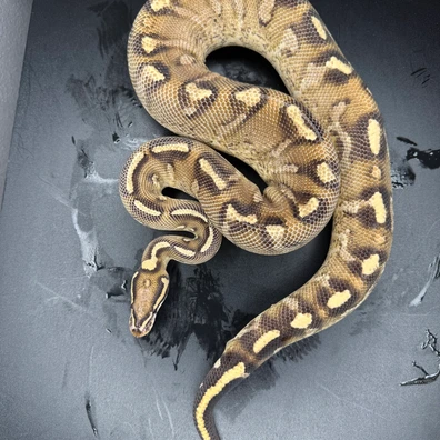 KnL Constrictors - MorphMarket