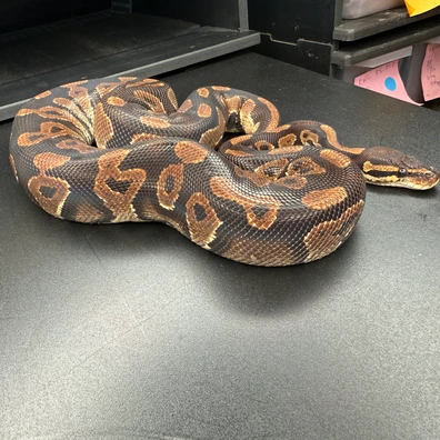 KnL Constrictors - MorphMarket