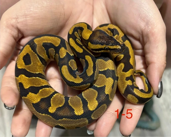 Hypo Project Bundle Ball Python by CPR Exotics