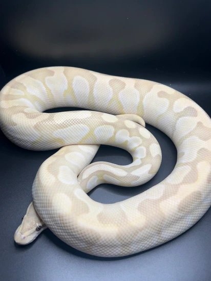 Enchi Butter Desert Ghost Hypo Ball Python by Python-Nation