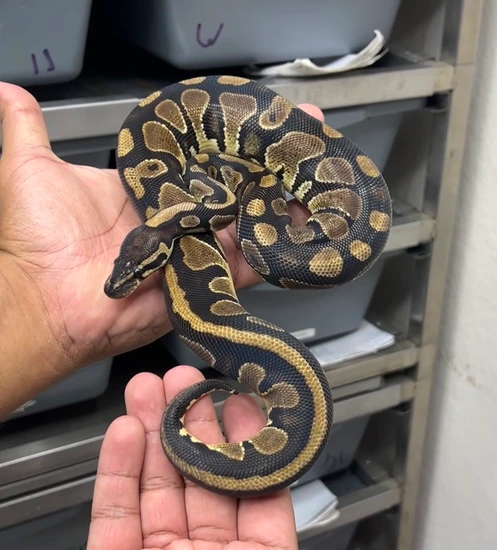 600g Ball Python 100% Dh Ultramel Pied 50% Het Hypo 600g Ball Python by Morphinary Arts