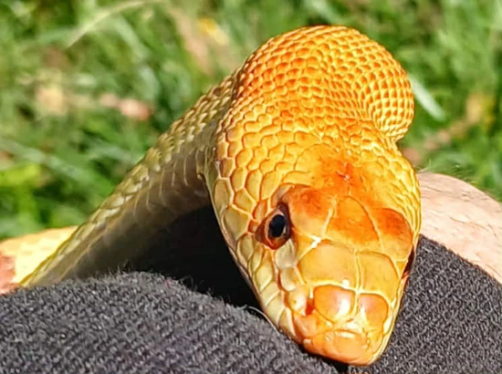 Northern Mexican Pine Snake Pair – Brumated & Ready For 2026 Breeding ...