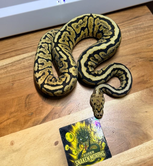 Super Spotnose Clown Ball Python by Super Snaken Morphs