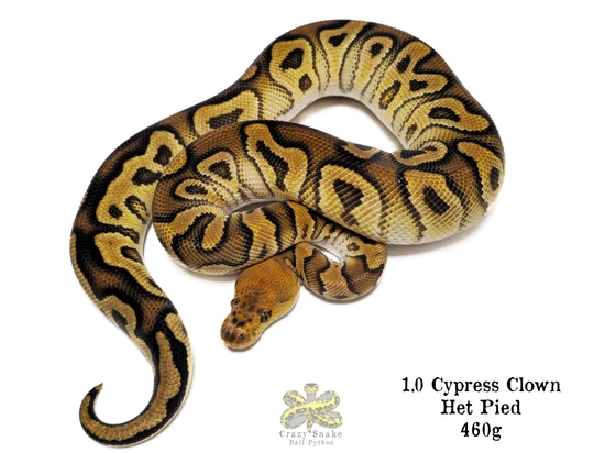 1.0 Cypress Clown Het Pied Ball Python by Crazy Snake Ball Python ...