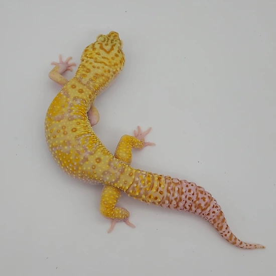 Super Giant Mack Snow RAPTOR Leopard Gecko by Cream City Saurians