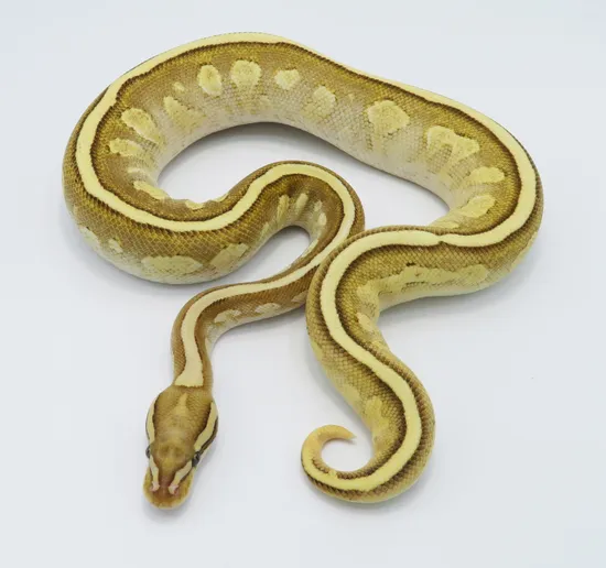 Pastel Enchi Lesser Yellow Belly Lucifer Ball Python by Python Designs