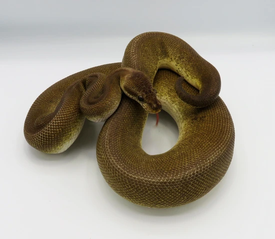 Black Pewter Cinder Pinstripe Ball Python by Python Designs