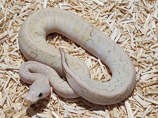 Super Pastel GHI Lesser Clown 100% Het Desert Ghost Ball Python by ...