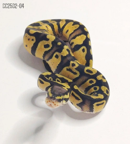 Pastel Het Clown 50% Het Piebald Ball Python by Crimson Coils