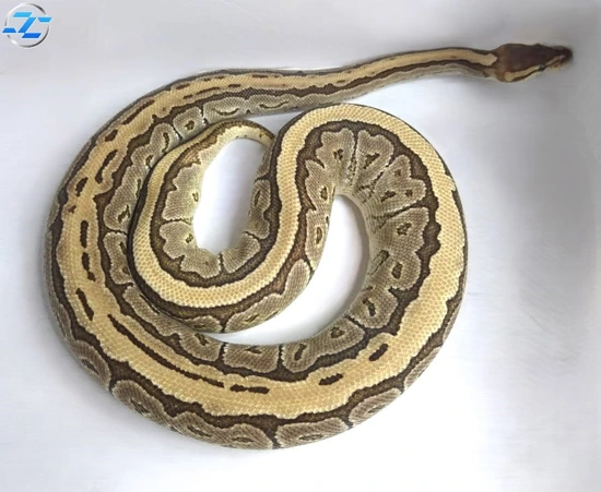 Lesser Pinstripe Ball Python by Crimson Coils