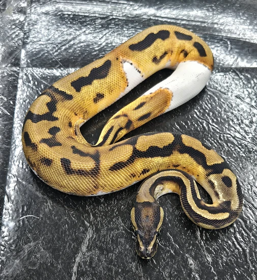 Orange Dream Enchi Piebald Ball Python by Crimson Coils