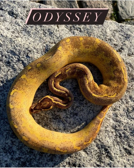 MARDIGRAS (Asphalt Yellowbelly Enchi) Ball Python by Crimson Rose Ball ...