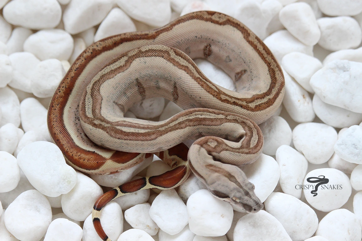 トイガン CONSTRICTOR 24 OT Hypo 100% DH VPI T+ Super Stripe (02F) Boa Constrictors by