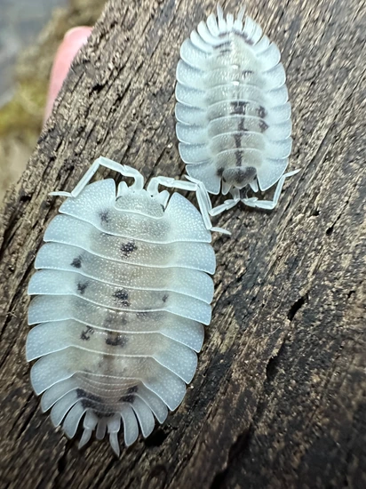 10 Porcellio Werneri “Dalmatian” Isopod by Crown Jewel Reptiles