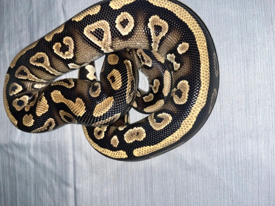 Black Head Phantom Yellow Belly Ball Python by Sizer's Serpents