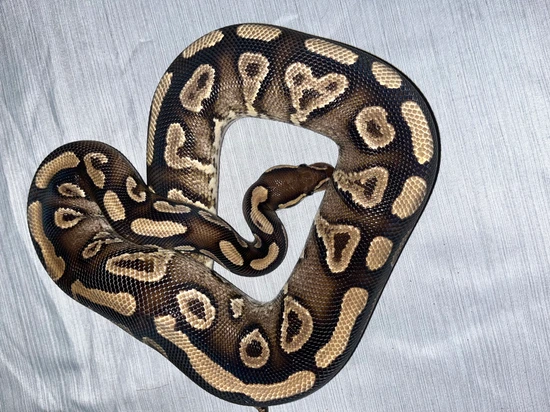 Phantom Yellow Belly Ball Python by Sizer's Serpents