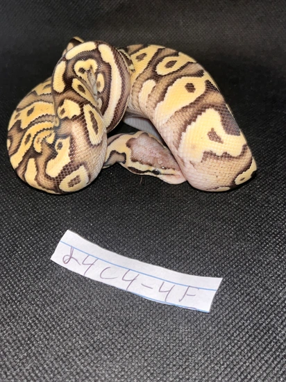 *no reserve* fire orange dream clown ball python by... Pastel Phantom Fire Orange Dream Het Clown Ball Python by Sizer's Serpents