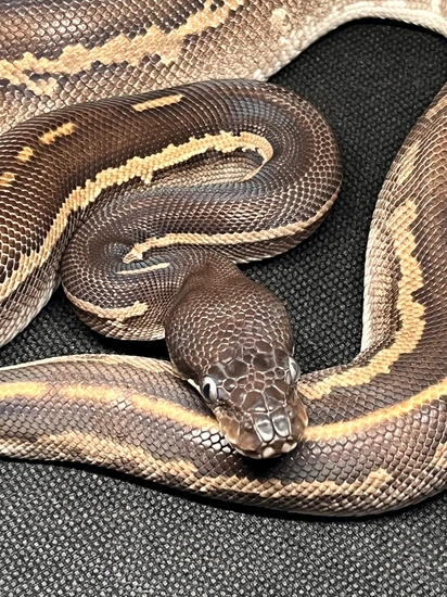 Mojave Leopard Black Head Het Pied Ball Python by Sizer's Serpents