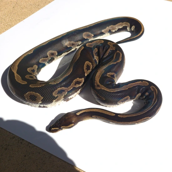Black Head Leopard Double Het Pied Hypo [Proven] Ball Python by Crypticoils