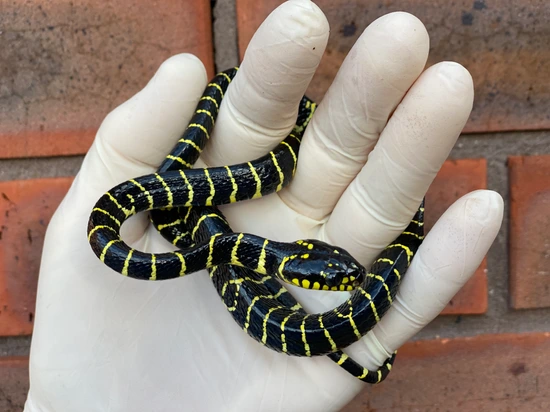 Pelawan Mangrove Snake (Boiga Dendrophila Multicincta) More Colubrids by  Crystal Palace Reptiles