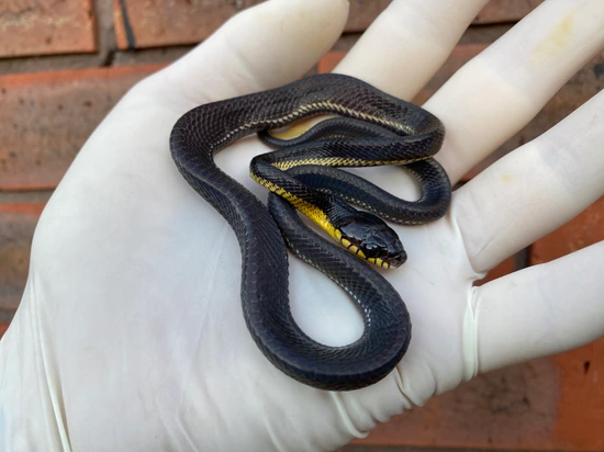 boiga melanota for sale Baby Malaysian Mangrove Snake – Scales and Tails of Ohio