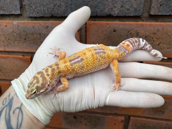 Copper Albino (Tremper) Leopard Gecko by Crystal Palace Reptiles