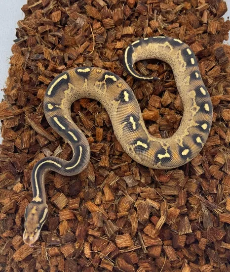 Double Freeway Ball Python Freeway Ball Python by CTH Reptiles