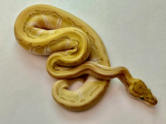 Butter Enchi Pinstripe DG Het Clown Ball Python by Origin Exotics