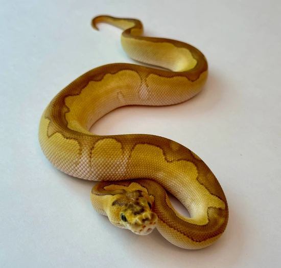 Butter Enchi Clown 66% Het DG Ball Python by Origin Exotics