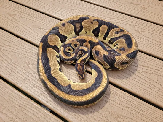 Orange Dream Leopard Ball Python by Custer Constriction
