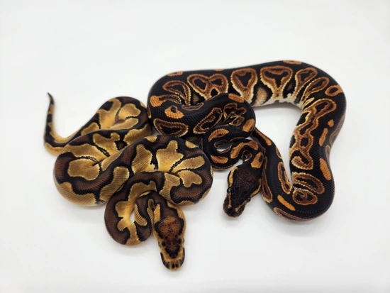 23 Enchi Clown And Barnhart Black Pastel Het Clown Pair Ball Python by ...