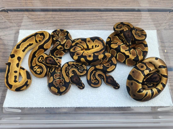 Python Constriction Deviantart Realistic 2025 OD Leopard YB Het Pied Female Group Ball Python by Custer Constriction