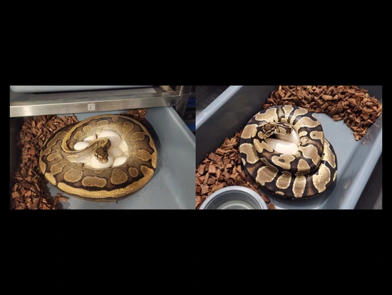 RS YB And OD YB Het Pied Breeder Females Ball Python by Custer Constriction