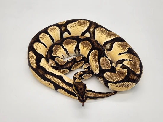 Super Orange Dream Ball Python by Custer Constriction