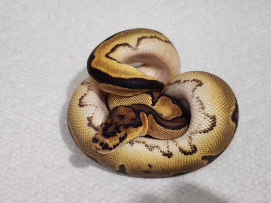 Python Constriction Deviantart Realistic Orange Dream Calico Clown Ball Python by Custer Constriction